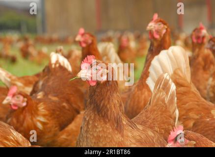 Hähnchen, Hühner aus Freilandhaltung, Herden, die sich von Gras ernähren, Cumbrien, England, Großbritannien Stockfoto