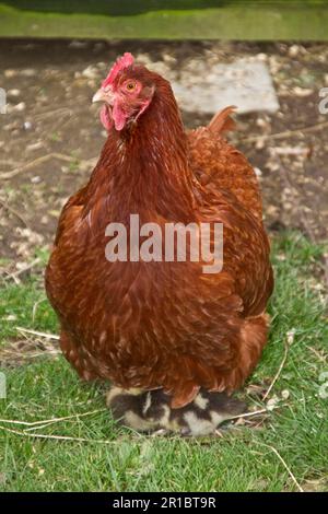 Haushuhn, 2 Jahre altes New Hampshire Rotkreuz-Huhn, mit adoptierten 14 Tage alten Stockenten (Anas platyrhynchos) Ente das Huhn schlüpfte aus Stockfoto