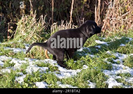 Stammhunde, Abschlepphunde, Haushunde, Haustiere, Haustiere, Jagdhunde, Säugetiere, Tiere, flachbeschichtetes Retriever Welpen, das sich tötet Stockfoto