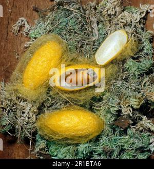 Bombix Mori, Seidenmotte, domestizierte Seidenmotte (Bombyx Mori), Insekten, Motten, Schmetterlinge, Tiere, Andere Tiere, gewöhnliche Seidenmottenkokkos, eins Stockfoto