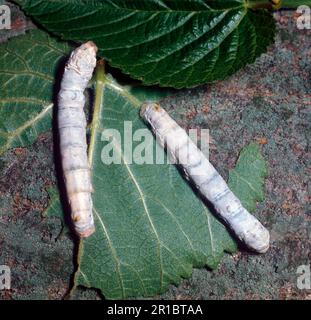 Bombix Mori, Seidenmotte, domestizierte Seidenmotte (Bombyx Mori), Insekten, Motten, Schmetterlinge, Tiere, Andere Tiere, gewöhnliche Seidenmottenlarven Stockfoto