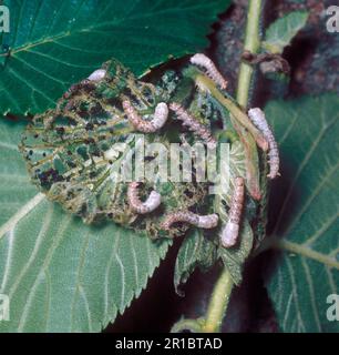 Bombix Mori, Seidenmotte, domestizierte Seidenmotte (Bombyx Mori), Insekten, Motten, Schmetterlinge, Tiere, Andere Tiere, gewöhnliche Seidenmotten, junge Larven Stockfoto