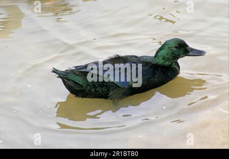 House Duck, Black East Indian Duck, reif, auf dem Wasser Stockfoto