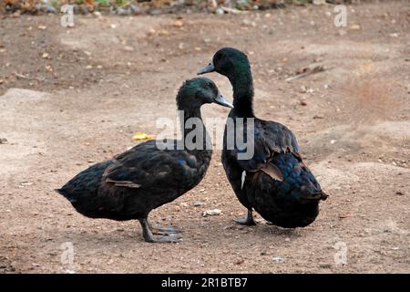 Cayuga-Ente, Cayuga-Ente, Cayuga-Ente, reinrassige, Haustiere, Nutztiere, Geflügel, Enten, Gänsevögel, Tiere, Vögel, Hausenten, Hausenten, Cayuga Stockfoto