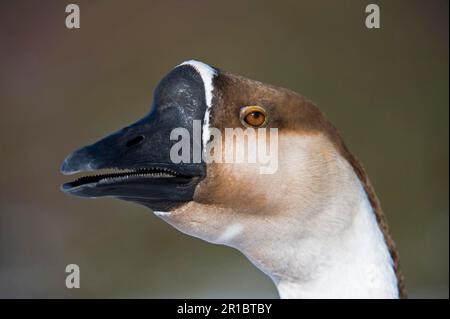 Stummschaltung Gans, Stummschaltung Gänse, reinrassig, Haustiere, Vieh, Geflügel, Gänse, Gänse, Tiere, Vögel, Hausgänse, Chinesische Hausgans, Erwachsene Stockfoto