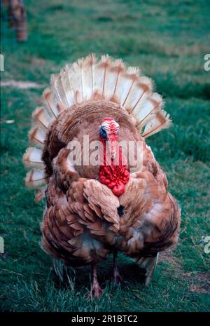 truthühner (Meleagris gallopavo), truthühner, truthühner, truthühner Nahaufnahme männlicher Tiere (S) Stockfoto