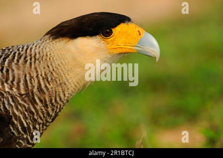 Southern Crested Southern Crested Caracara (Caracara plancus), Erwachsener, Nahaufnahme des Kopfes, Pantanal, Mato Grosso, Brasilien Stockfoto