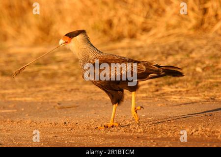 Southern Crested Caracara (Caracara plancus), Erwachsener, Spaziergang mit Stiel im Schnabel, Argentinien Stockfoto