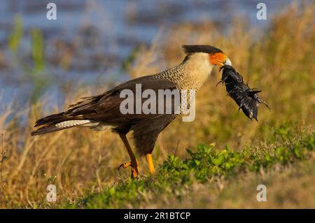 Caracara Caracara (Caracara cheriway), ausgewachsen, Fütterung des Kadaars von amerikanischer Muschel (Fulica americana), Feuchtgebiete von Viera Stockfoto