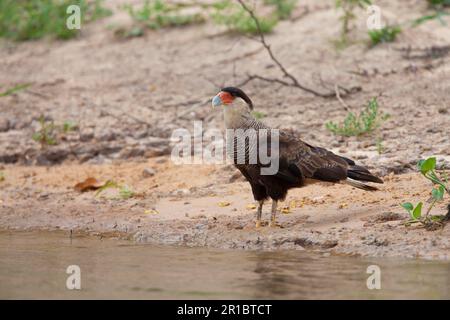 Southern Crested Southern Crested Caracara (Caracara plancus), Erwachsener, am Flussufer, Pantanal, Mato Grosso, Brasilien Stockfoto