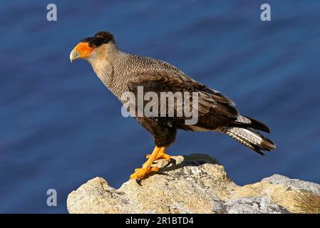 Südkammkarakara (Caracara plancus), Erwachsener auf Klippen, Carcass Island, West Falkland Stockfoto