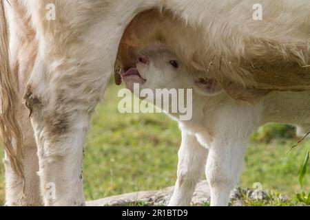 Neugeborenes Charolais-Kalb, das aus dem Euter seiner Mutter saugt, Extremadura, Spanien Stockfoto