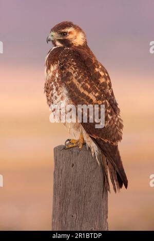 Puna Hawk (Buteo poecilochrous) unreif, auf dem Posten stehend, Abra Pampa, Jujuy, Argentinien Stockfoto