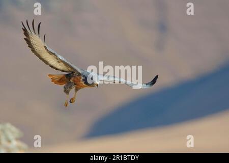 Schakalbussard (Buteo rufofuscus), Schakalbussard, Augurbussard (Buteo augur), Felsenbussard, Buzzard, Greifvögel, Tiere, Vögel, Schakal Stockfoto