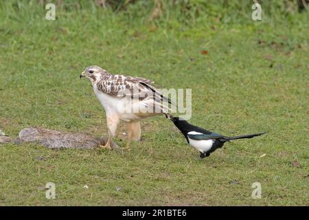 Geißelgarnelen, Steppenbussarde (Buteo buteo), Geißarde, Raubvögel, Tiere, Vögel, Gemeiner Bussard, ausgewachsen, Fütterung von Kaninchenschlachtkörper, gemein Stockfoto