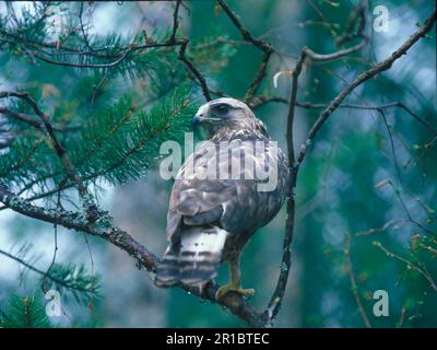 Raubbbussard (Buteo lagopus), Raubbbussard, Bussard, Raubvögel, Tiere, Vögel, grob bbeinige Buzzard Nahaufnahme, hoch oben Stockfoto