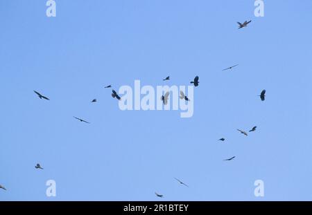 Europäischer Honiggeißel (Pernis apivorus), Geißel, Geißeln, Raubvögel, Tiere, Vögel, Europäischer Honigbussard, der sich bewegt, im Flug Stockfoto