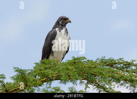 Augur Buzzard (Buteo augur), Erwachsener, hoch oben im Baumwipfel, Lake Naivasha Kenia Stockfoto