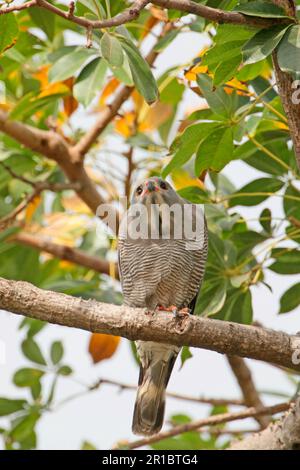 Eidechsenbussard (Kaupifalco monogrammicus), Erwachsener, im Baum, Gambia Stockfoto