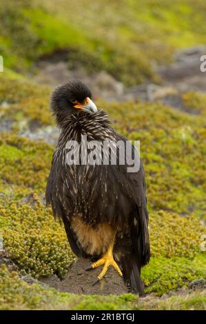 Gestreifte Caracara (Phalcoboenus australis), Erwachsene, prachtvoll, New Island, Falklandinseln Stockfoto