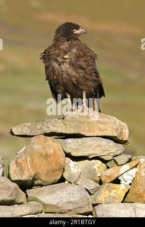 Falkland's Caracara, Falkland's Caracara, Falkland's Caracara, Forester's Caracara, Southern Caracara, Forester's Caracara, Southern Caracara, Birds Stockfoto