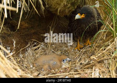 Gestreifte Caracara (Phalcoboenus australis), ausgewachsen, im Nest mit Küken, West Point Island, Falkland Stockfoto