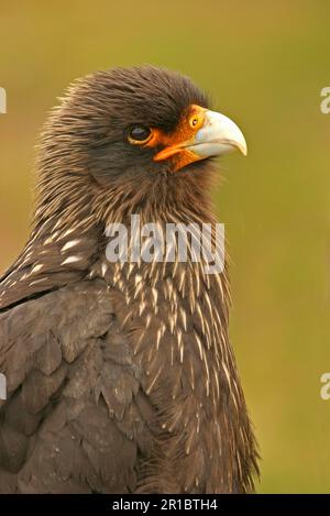 Falkland's Caracara, Falkland's Caracara, Falkland's Caracara, Forester's Caracara, Southern Caracara, Forester's Caracara, Southern Caracara, Birds Stockfoto