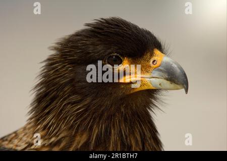 Falkland's Caracara, Falkland's Caracara, Falkland's Caracara, Forester's Caracara, Southern Caracara, Forester's Caracara, Southern Caracara, Birds Stockfoto