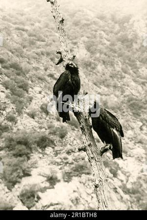 kalifornischer Kondor (Gymnogyps californianus), erwachsenes Paar, das auf einem toten Baum sitzt, fotografiert vor dem Aussterben in der Wildnis Los Stockfoto