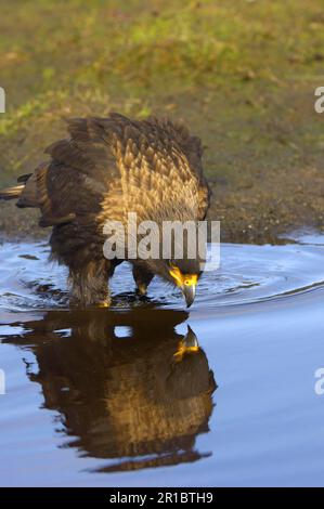 Falkland's Caracara, Falkland's Caracara, Falkland's Caracara, Forester's Caracara, Southern Caracara, Forester's Caracara, Southern Caracara, Birds Stockfoto