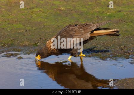 Falkland's Caracara, Falkland's Caracara, Falkland's Caracara, Forester's Caracara, Southern Caracara, Forester's Caracara, Southern Caracara, Birds Stockfoto