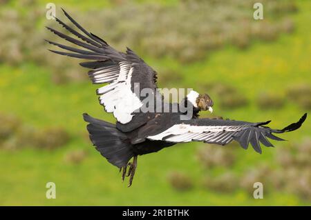 Andenkondor (Vultur gryphus), männlich, auf der Flucht, Patagonien, Chile Stockfoto