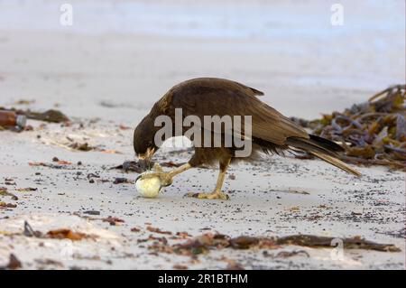 Falkland's Caracara, Falkland's Caracara, Falkland's Caracara, Forester's Caracara, Southern Caracara, Forester's Caracara, Southern Caracara, Birds Stockfoto