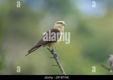 Gelbkopf-Caracara (Milvago chimachima), Erwachsener, sitzt auf einem Ast, Trinidad, Trinidad und Tobago Stockfoto