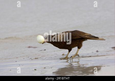 Falkland's Caracara, Falkland's Caracara, Falkland's Caracara, Forester's Caracara, Southern Caracara, Forester's Caracara, Southern Caracara, Birds Stockfoto