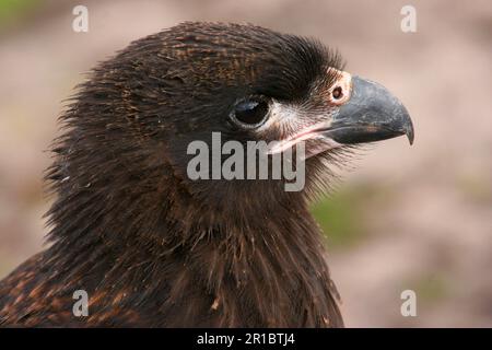 Falkland's Caracara, Falkland's Caracara, Falkland's Caracara, Forester's Caracara, Southern Caracara, Forester's Caracara, Southern Caracara, Birds Stockfoto