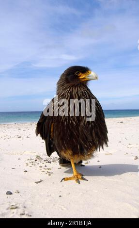 Falkland's Caracara, Falkland's Caracara, Falkland's Caracara, Forester's Caracara, Southern Caracara, Forester's Caracara, Southern Caracara, Birds Stockfoto