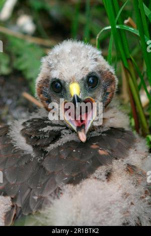 Hühnereier, Hühnereier (Circus cyaneus), Greifvögel, Tiere, Vögel, Hühnereier, Ich rufe, im Nest Stockfoto