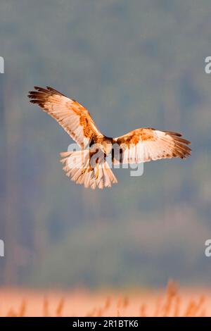 Westliche Weihe (Circus aeruginosus), männlicher Erwachsener, im Flug, schwebend über Schilf während der Jagd, Minsmere RSPB Reserve, Suffolk, England, United Stockfoto