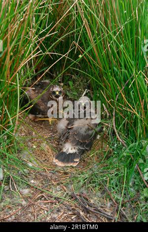 Henne Harrier, Henne Harriers (Circus cyaneus), Greifvögel, Tiere, Vögel, Henne Harrier zwei Küken, die im Nest sitzen Stockfoto