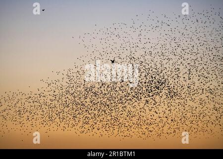 Westliche Weihe (Circus aeruginosus) im Flug, in der Herde des gewöhnlichen Stars (Sturnus vulgaris), in der Dämmerung, Nordwarren, Thorpeness, Suffolk Stockfoto