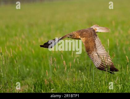 WESTERN Marsh Harrier (Circus aeruginosus), männlicher Erwachsener, im Flug über Grasland, Hortobagy N. P. Ungarn Stockfoto