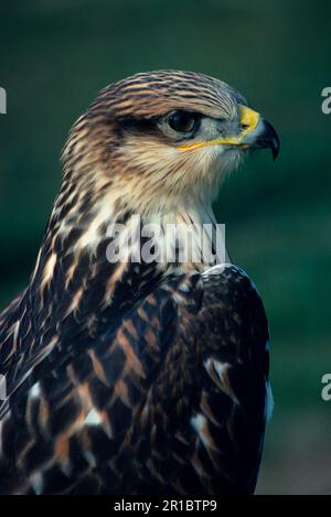 King Buzzard, King Buzzards, King Buzzards, King Buzzards, King Buzzards, King Buzzards, King Buzzards, King Buzzards, King Buzzards Stockfoto