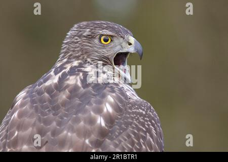 Nördlicher Goshawk (Accipiter gentilis), unreife Frau, Gefieder im ersten Jahr, ruft, Nahaufnahme des Kopfes, North Yorkshire, England, Februar (in Stockfoto