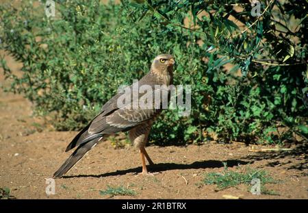 Blass sprechender Goshawk (Melierax canorus) unreif, Namibia Stockfoto