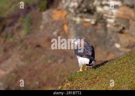 Falken (Buteo polyosoma), Falken mit rotem Rücken, Bussarde, Raubvögel, Tiere, Vögel, Falkland-Falke-Weibchen mit rotem Rücken Stockfoto