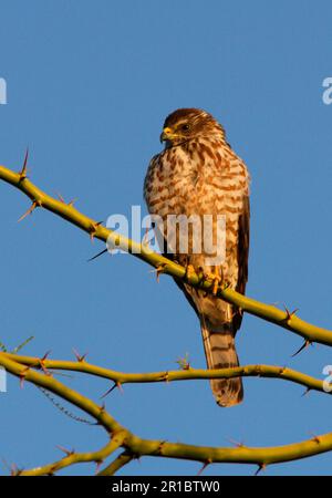 Levant levant Sparrowhawk (Accipiter brevipes) unreif, sitzt im Dornbaum, Sharm-El-Sheikh, Sinai-Halbinsel, Ägypten Stockfoto