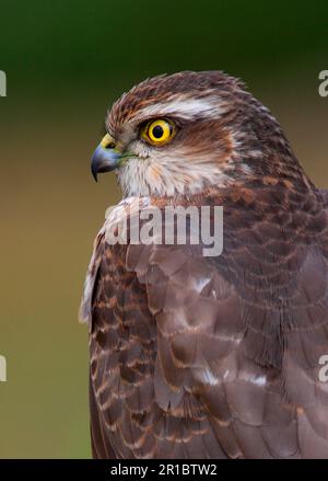 Eurasischer sperber (Accipiter nisus), unreife Frau, Nahaufnahme des Kopfes, Norfolk, England, Vereinigtes Königreich Stockfoto