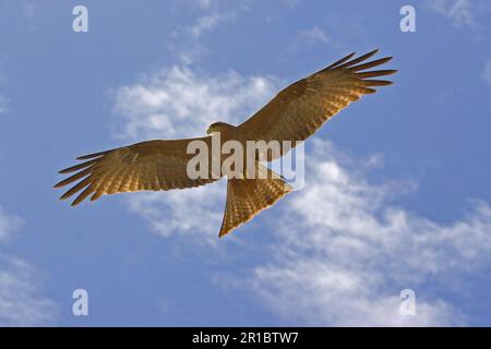 Schwarzer Drachen (Milvus migrans), Afrika, Tansania, Ngorongoro-Krater, fliegen Stockfoto