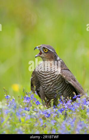 Eurasischer Sperber (Accipiter nisus), weiblich, am Boden stehend, England (in Gefangenschaft) Stockfoto